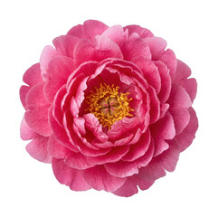 Vibrant peony flower png Pink peony bloom png Fresh peony cutout Beautiful peony flower png isolated transparent background image © Shuvo