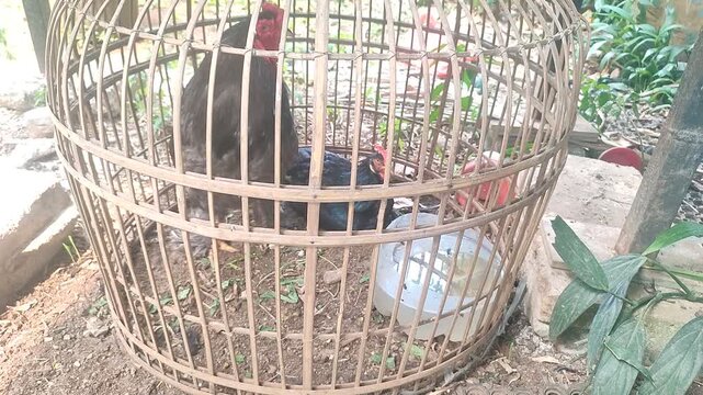 Ornamental Rooster in Bamboo Cage &ndash; Traditional Poultry Coop, Rural Indonesia