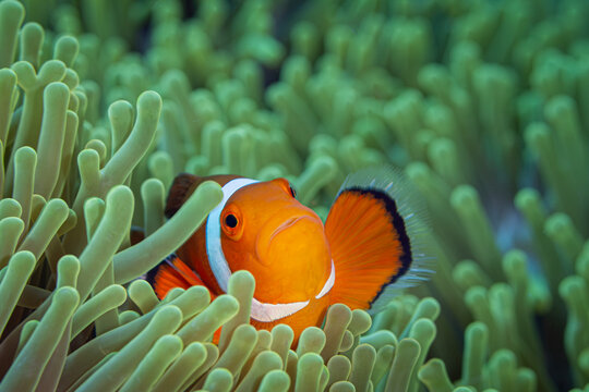 Clown Fish @ Romblon Island, The Philippines