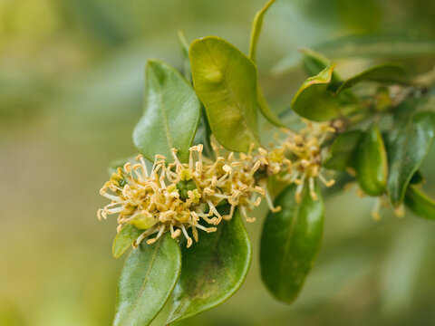 In der Nahaufnahme sind die weiblichen und m&auml;nnlichen Bl&uuml;ten eines mit Pollen besetzten Zweigs des Gew&ouml;hnlichen Buchsbaums (Buxus sempervirens) zu sehen.