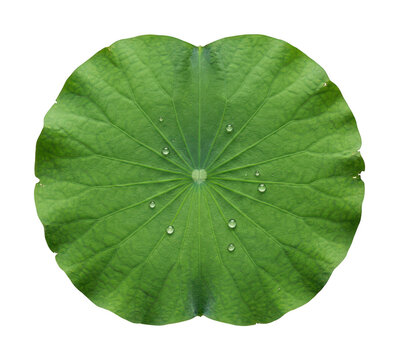Vibrant lotus leaf png fresh lotus leaf png green lotus leaf png aquatic lotus leaf png circular isolated transparent background image