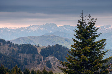 Obraz premium Pine tree foregrounding an alpine mountain range with evergreen forest and hints of snow under a dramatic sky