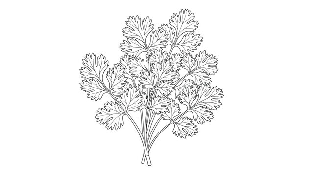 Detailed black and white line art drawing of a fresh cilantro herb bundle, isolated on a clean white background.