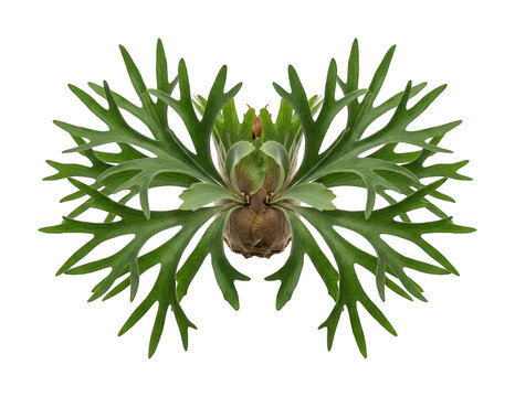 Vibrant staghorn fern png Green staghorn fern cutout Exotic staghorn fern png Tropical platycerium isolated transparent background image