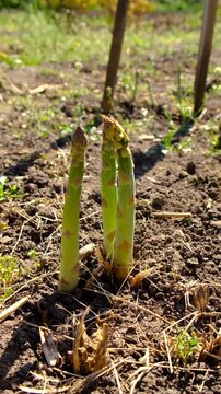 Asparagus grows in the garden. Selective focus.