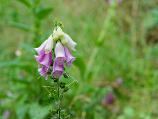 Toxic flower Digitalis purpurea © Jan Mach