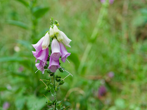 Toxic flower Digitalis purpurea