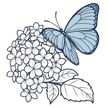 Blue butterfly resting on a bunch of hydrangea flowers with butterfly, hydrangea