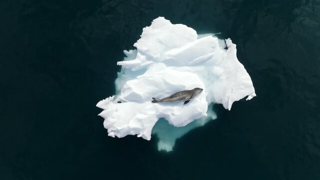 Leopard seal resting on ice floe in Antarctica