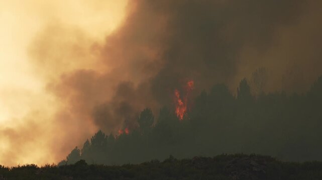 Massive column of dark smoke rising from a devastating wildfire. The flames are consuming the trees on a hillside in a natural disaster