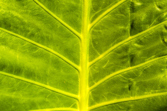 Detailed macro photograph showing the vivid green texture and veins pattern of an Alocasia Macrorrhizos leaf, commonly known as giant elephant ear plant, shot in natural sunlight in Brazil.