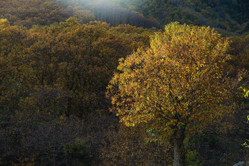 Fototapeta premium nature sceneries along the Chiunzi Pass to get to Costiera Amalfitana, Salerno, Italy