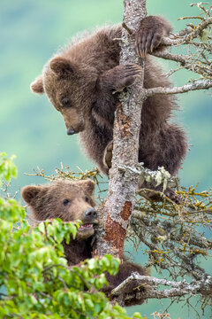 Two cute Brown Bear cubs in spruce tree at Brooks Falls in Katmai National Park, Alaska