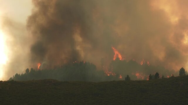 Immense wildfire destroying a pine forest in spain. The large flames create a huge column of smoke that pollutes the atmosphere