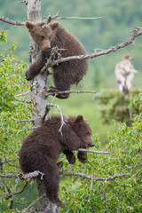 Obraz premium Two Brown Bear cubs in spruce tree with an immature bald eagle in the background at Brooks Falls in Katmai National Park, Alaska