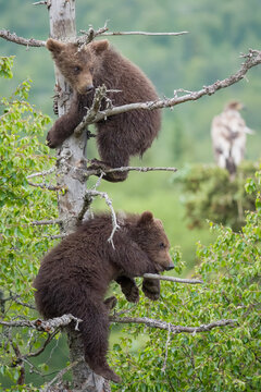 Two Brown Bear cubs in spruce tree with an immature bald eagle in the background at Brooks Falls in Katmai National Park, Alaska