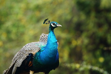 Obraz premium Nature's masterpiece in brilliant blue. 🦚 The Indian Peafowl combines elegance, color, and grace, making it one of the most spectacular birds found in Sri Lanka's wild landscapes