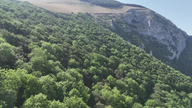 Foresta verde e fitta su un pendio montano che sale verso una parete rocciosa esposta, sotto un cielo limpido