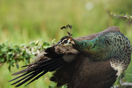 A quiet moment of care. 🦚✨ A female Indian Peafowl carefully preens her feathers, preserving the beauty and health of her remarkable plumage in the wilds of Sri Lanka