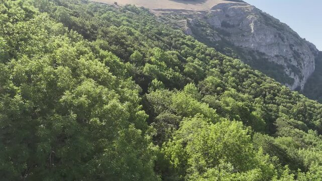 Foresta verde e fitta su un pendio montano che sale verso una parete rocciosa esposta, sotto un cielo limpido