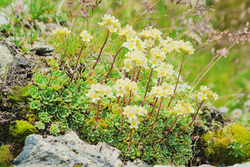 Obraz premium Saxifraga paniculata also known as livelong saxifrage, lime-encrusted saxifrage, white mountain saxifrage, silver saxifrage