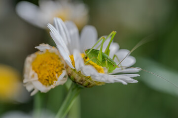 Heuschrecke auf Blüte © WR