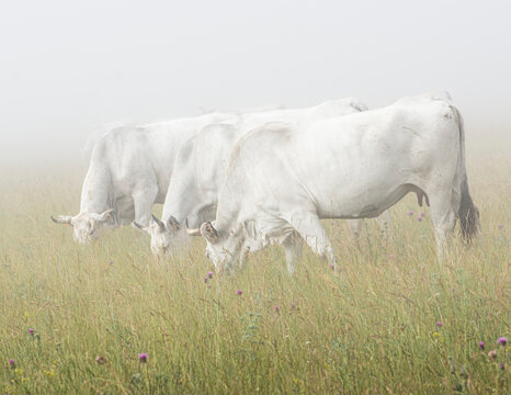 Mucche nella nebbia