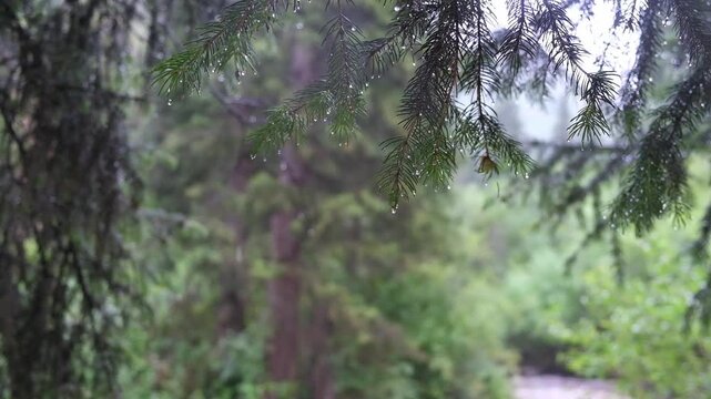 Close-up shot of raindrops dripping from green pine branches during a summer rain in the forest. Great for sensory relaxation videos, eco-friendly branding, weather background loops, and nature docume