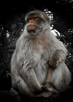 macaco