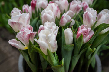 Obraz premium Keukenhof is a large park with immense tulip gardens, located between the towns of Lisse and Hillegom. The flowers of Holland (the Netherlands) are tulips, daffodils, and hyacinths.