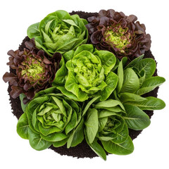 Obraz premium Fresh green leafy vegetable salad close-up