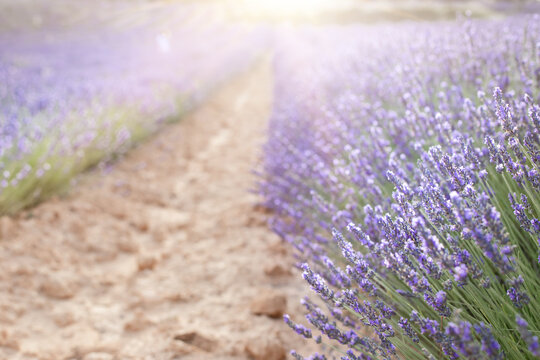 Sunset over a summer lavender field. Landscape with rows of lavender