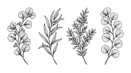 Hand drawn set of eucalyptus and botanical branches in black and white ink © Kapilbiswas