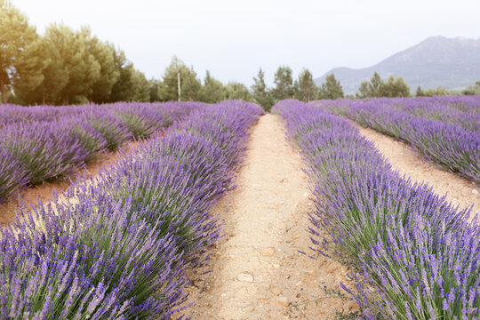 Rows of lavender flowers at sunset. Wonderful violet nature landscape