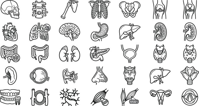 Anatomical organs line icons set on a white background anatomy