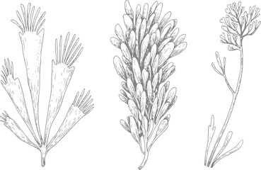 Dibujo a mano de tres tipos distintos de algas o plantas marinas © Anjuman_42