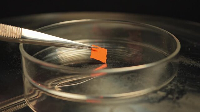 Micro dosing of LSD acid involves taking small dose of it for therapeutic effect and depression treatment. Lysergic acid diethylamide and petri dish, controlled substances, illegal for sale.