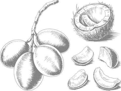 Dibujo a mano de cocos y un racimo de frutas ovales sobre fondo blanco