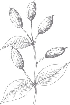Dibujo a mano de un tallo de planta con hojas y vainas de semillas