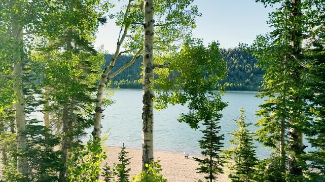 A relaxing slow motion video of aspen leaves and pine branches swaying gently in the golden hour breeze. Overlooking turquoise Navajo Lake in Dixie National Forest, Utah. Peaceful sunset glow.