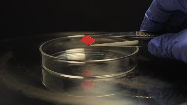 Micro dosing of LSD acid involves taking small dose of it for therapeutic effect and depression treatment. Lysergic acid diethylamide and petri dish, controlled substances, illegal for sale.