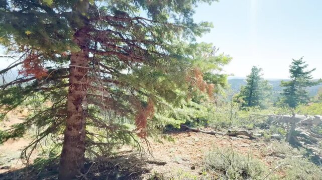 A smooth slow motion POV video looking down from a high mountain peak framed by pine and aspen trees to vast green forest lagoons and valleys under a blue sky on a sunny day in Utah, USA.