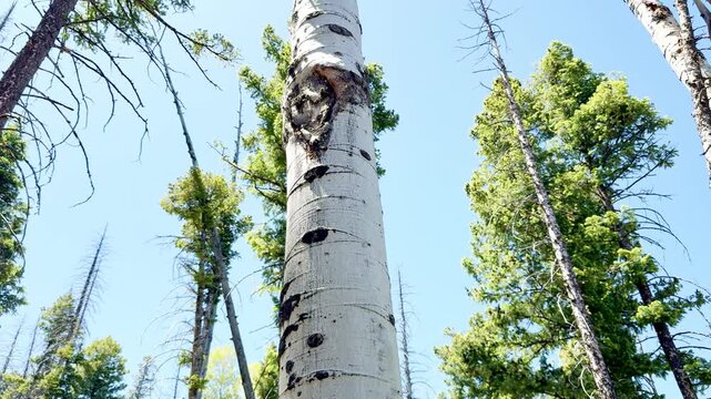 A smooth slow motion low angle video panning up an aspen trunk to green leaves rustling in the breeze. Surrounded by pines, firs, and bare dead trees under a blue sky on a sunny day. USA.