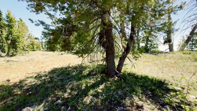 A relaxing slow motion POV video walking into a bright forest clearing surrounded by quaking aspens, pines, and green grass under a blue sky. Sunny day. Wandering travel atmosphere. USA.