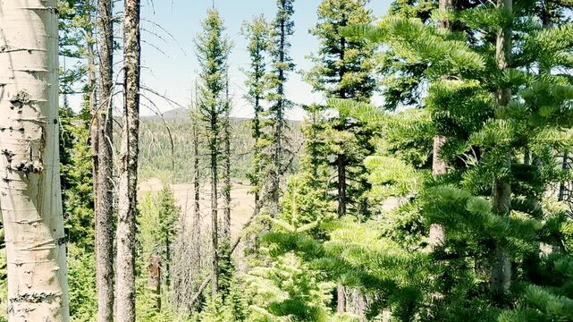 A smooth slow motion POV video of lush green pine needles swaying gently in the breeze. Tall tree trunks, aspens, and evergreens under a clear blue sky on a sunny day in Dixie National Forest, Utah, U