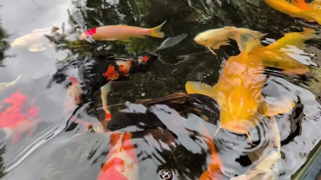 Many vibrant multicolored koi fish and comet goldfishes with large textured scales crowding in clean pond water with ripples and sky reflections, looking for food. 
