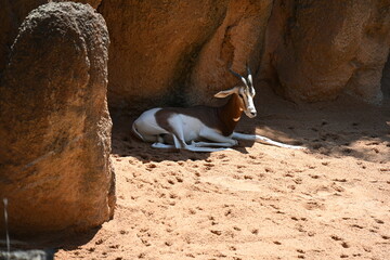 Two white antelopes standing on sandy ground © Галина Миронюк