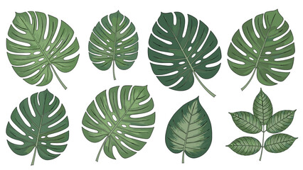Naklejka premium Large monstera and palm leaves collection in deep green color with hand drawn textures for tropical botanical art.