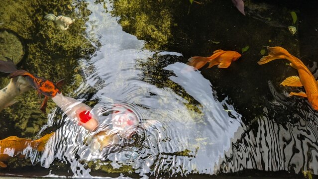 Colorful koi fish and comet goldfish swimming in artificial pond, bright diverse colors, detailed scales. Some fish are peeking out of the water, creating gentle ripples on the surface. 