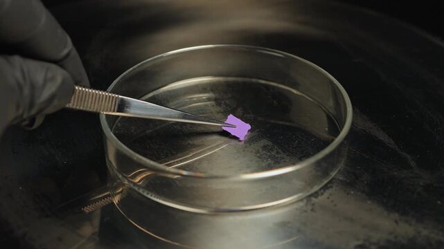 Forensic investigator in black gloves studying seized illegal LSD drugs in paper square. Lysergic acid, seized by police. Forensic science criminalistics. Crime scene evidence in petri dish.